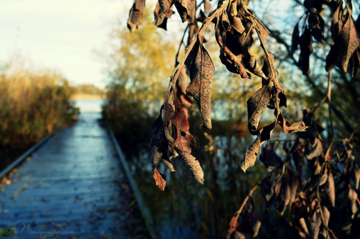 ninajensen-bridge-dry-leaves-for-LTS-nina-jensen-pix-720