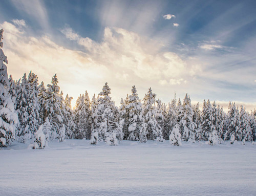 Winter in Yellowstone by Stacy White | Photo Stories