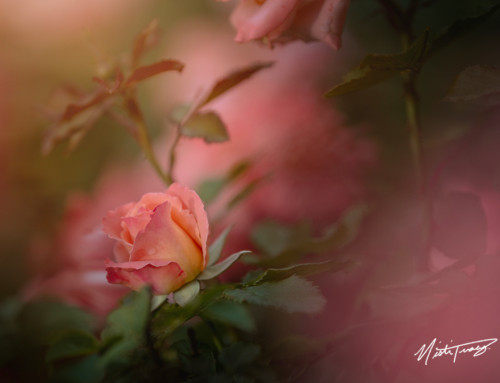 A Flower Photography Adventure + My Tips for Ethereal Photos