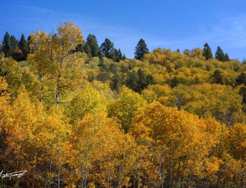 Fall Color in the Palisades | A Photo Adventure in Eastern Idaho